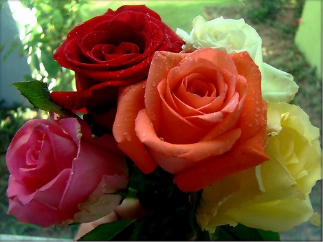 roses multicolore
