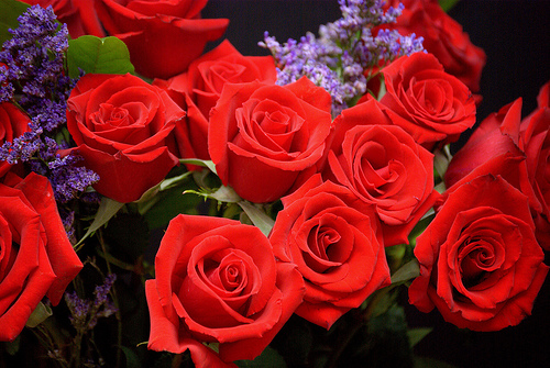 rose rouge en bouquet